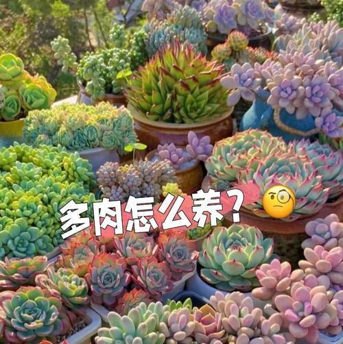 多肉植物的养殖技巧有哪些？