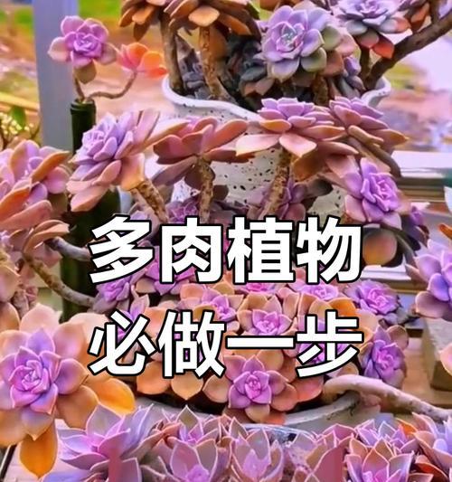 多肉植物的养殖技巧有哪些？