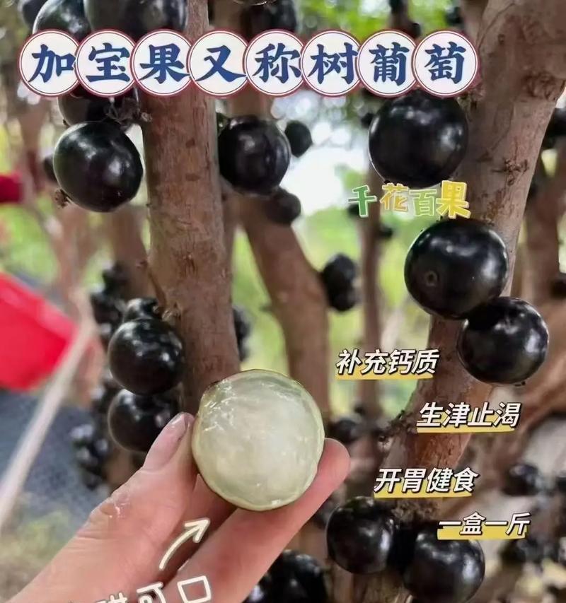 盆栽葡萄结果时一串应该留多少果？怎样才能保证果实品质？