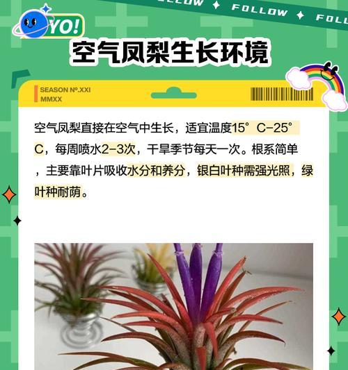 空气凤梨繁殖的正确方法是什么？繁殖过程中应注意什么？