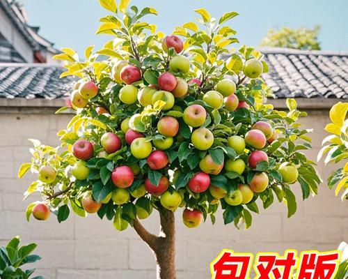 矮化苹果树盆栽如何正确浇水？