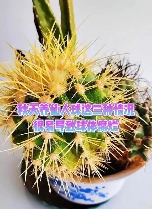 松霞仙人球10月份浇水需要注意什么？