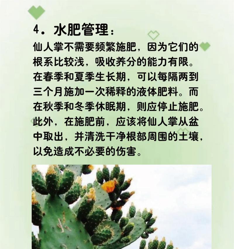 松霞仙人球10月份浇水需要注意什么？
