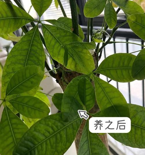 发财树变软了是什么原因？如何解决发财树变软的问题？