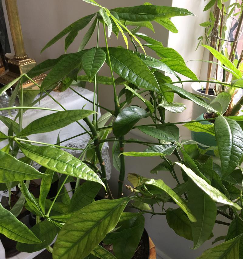 发财树变软了是什么原因？如何解决发财树变软的问题？