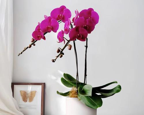 优雅浪漫的花语是什么意思？哪些花象征着优雅与浪漫？
