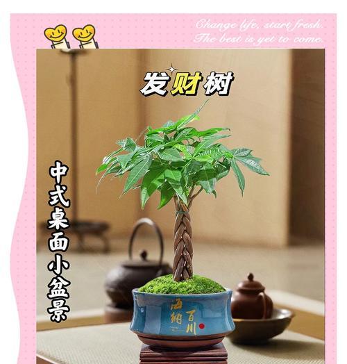 发财树可以接受的光照时长是多久？如何为发财树提供合适的光照？