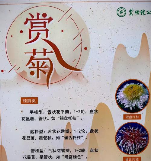 紫菊花的花语含义是什么？为什么人们喜欢送紫菊？