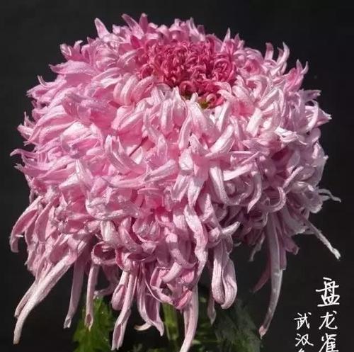 紫菊花的花语含义是什么？为什么人们喜欢送紫菊？