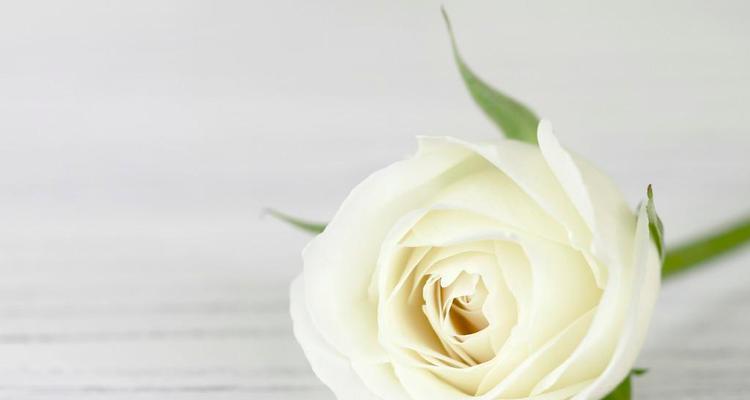 白色玫瑰传递的花语是什么？白色玫瑰背后的意义是什么？