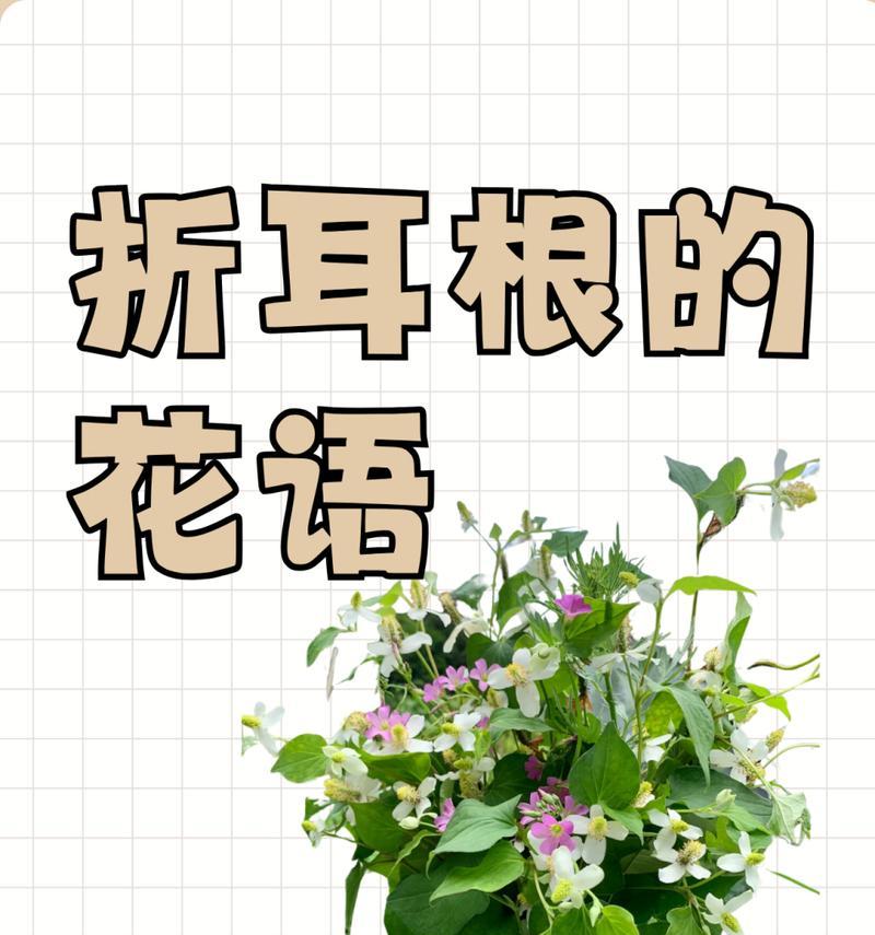 哪种花的花语是可爱？可爱花语的花有哪些？