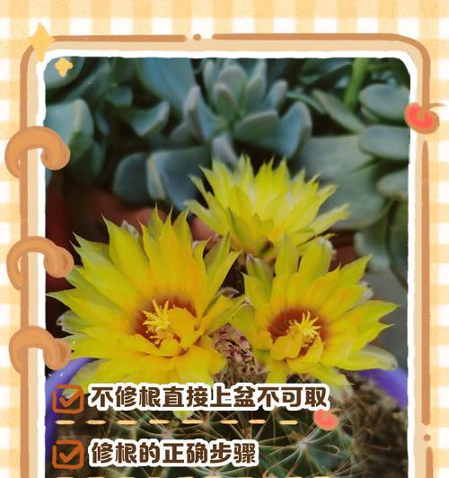 仙人球烂根了怎么处理？如何预防？