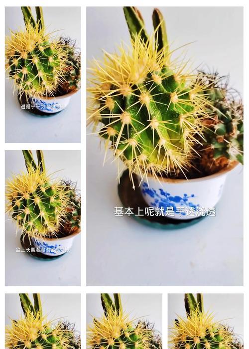 仙人球烂根了怎么处理？如何预防？