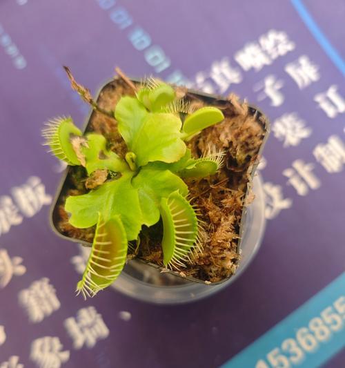 捕蝇草的独特之处是什么？如何进行日常养护？