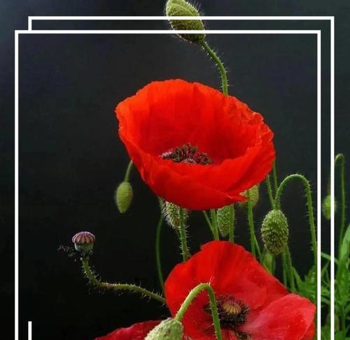 哪种花的花语是原谅？花语中代表原谅的花有哪些？