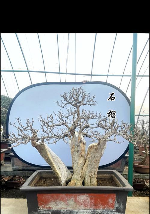 石榴盆栽的正确养护方法是什么？如何处理病虫害？