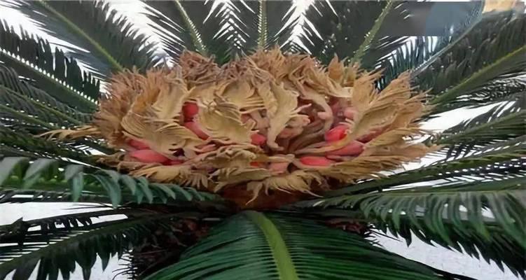 铁树开花象征着什么？