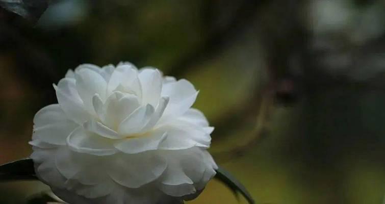 昆明有哪些著名的花卉？昆明最有名的花是什么？