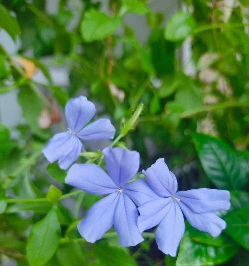 乌梅子花语代表什么？它在花语中象征着什么？