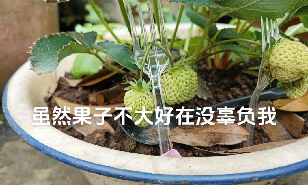 盆栽矮化苹果树不开花的原因是什么？如何解决？