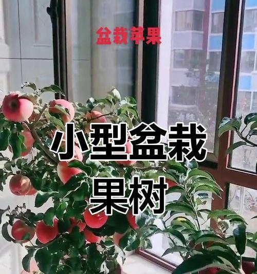 盆栽矮化苹果树不开花的原因是什么？如何解决？