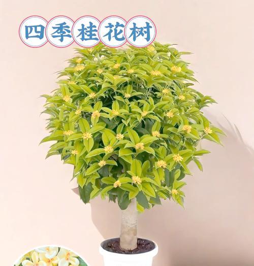 四季花艺盆栽的日常养护要点是什么？如何延长花期？