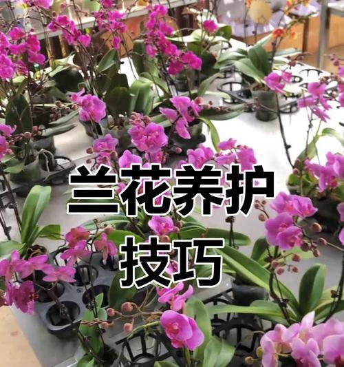 四季花艺盆栽的日常养护要点是什么？如何延长花期？