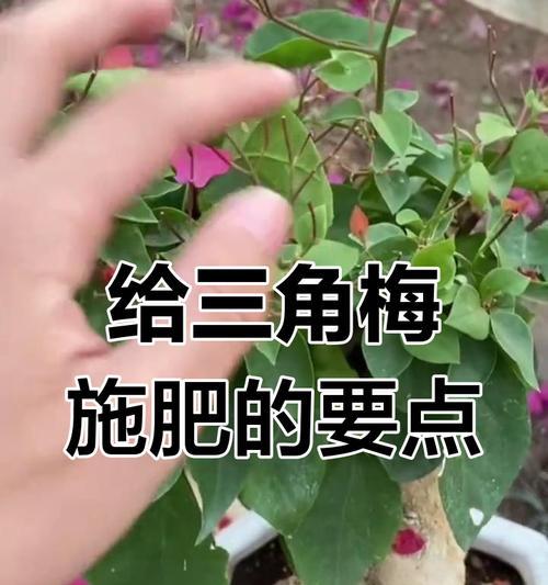 三角梅施肥的最佳时机是什么时候？如何正确施肥？