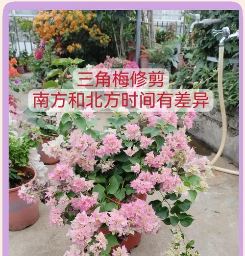 三角梅施肥的最佳时机是什么时候？如何正确施肥？