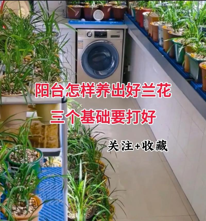兰花适合使用哪种肥料？如何正确施肥？