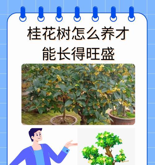 桂花树不开花的原因是什么？如何促进其开花？