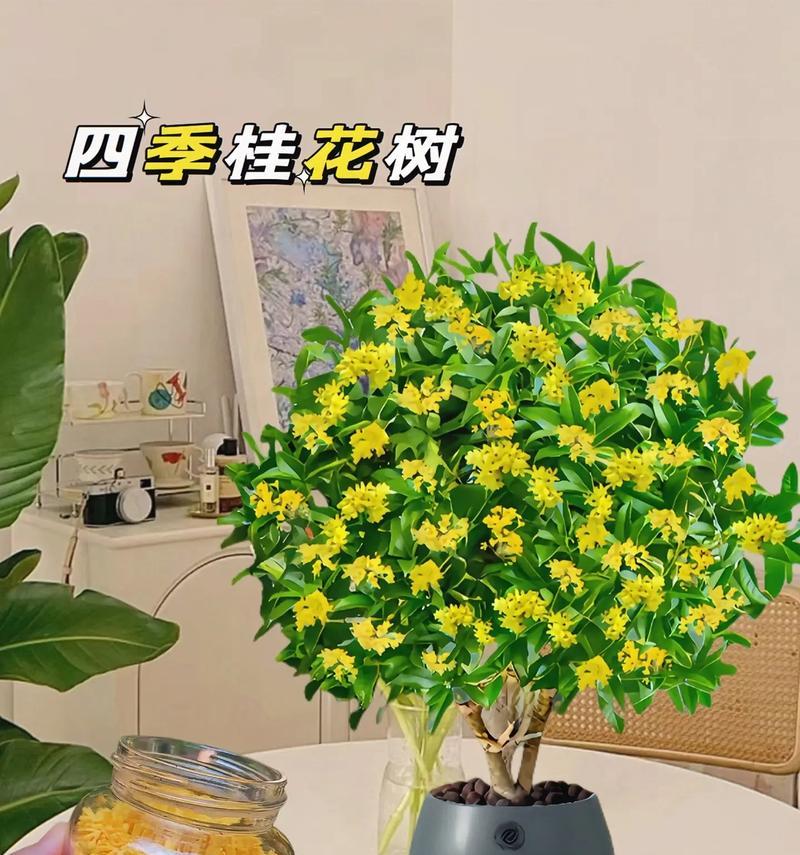 桂花树不开花的原因是什么？如何促进其开花？