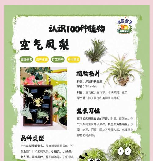 凤梨花浇水需要注意什么？多久浇一次？