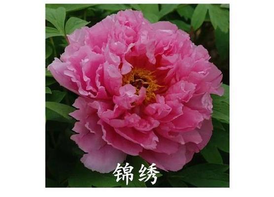 中国的国花是什么？国花的象征意义是什么？