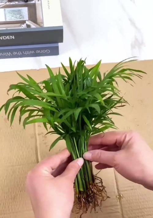 袖珍椰子正确的浇水频率和方法是什么？