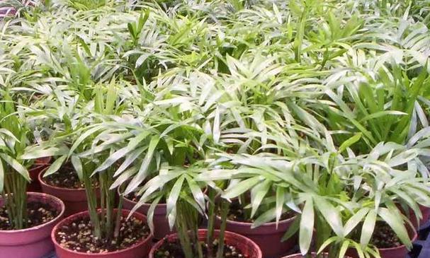 袖珍椰子正确的浇水频率和方法是什么？