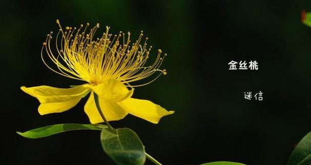 青玉花的花语有何寓意？适合什么场合赠送？