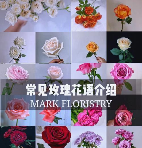 金香玫瑰的花语是什么？金香玫瑰代表什么？