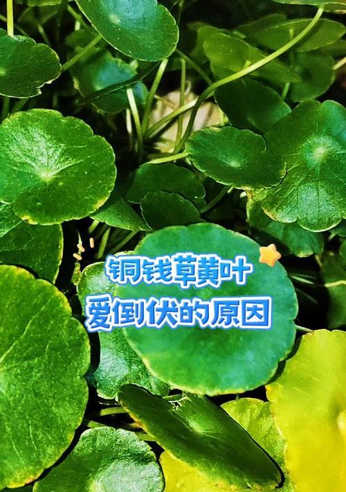 铜钱草叶子发黄的常见原因有哪些？如何解决？