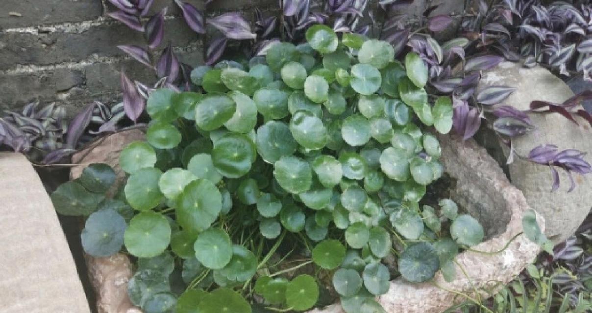 铜钱草叶子发黄的常见原因有哪些？如何解决？