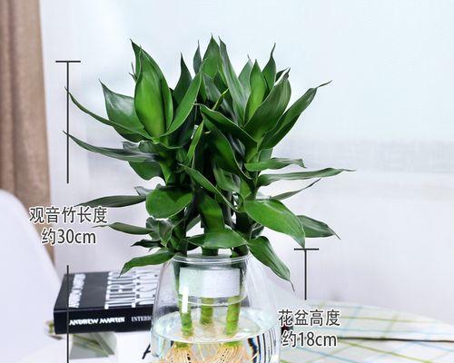 玻璃瓶盆景制作简单吗？有哪些常见问题？