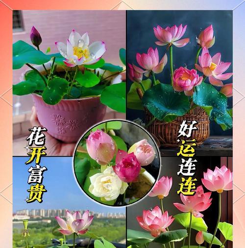 室内莲花种植需要注意什么？有哪些步骤？