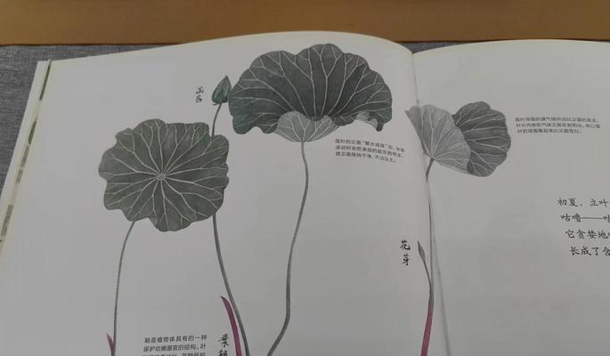 室内莲花种植需要注意什么？有哪些步骤？