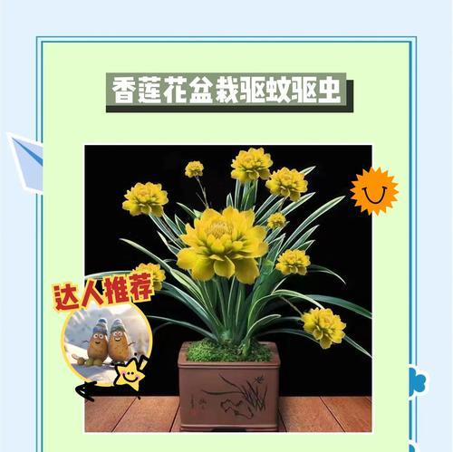 室内莲花种植需要注意什么？有哪些步骤？