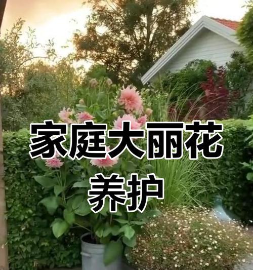 大丽花的养护技巧有哪些？怎样才能防止其倒伏？