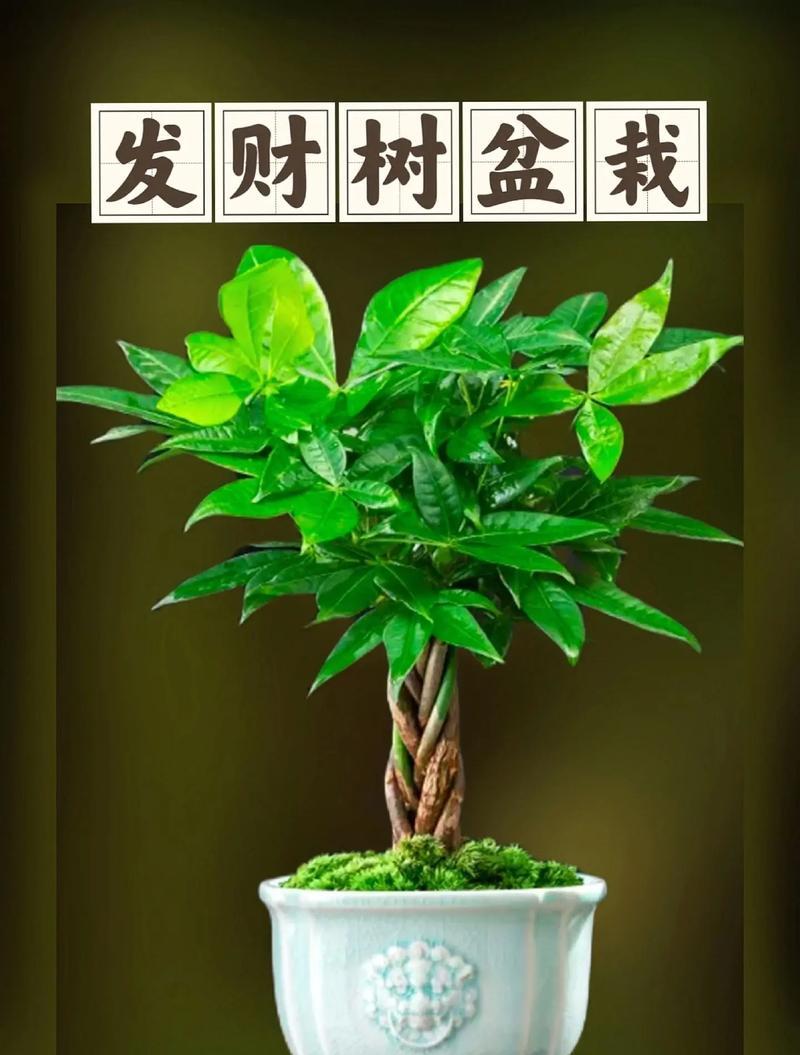 发财树的特征是什么？如何识别发财树？