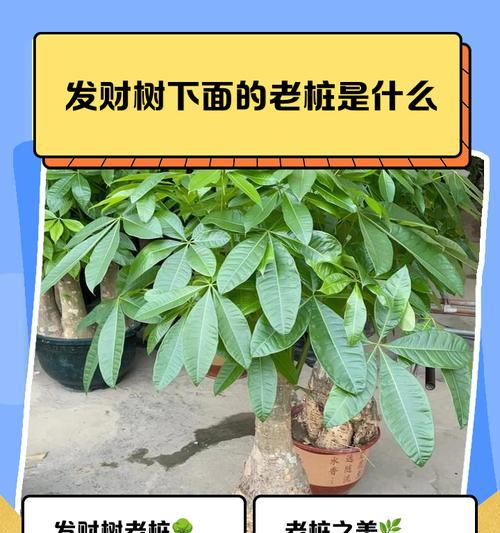 发财树的特征是什么？如何识别发财树？