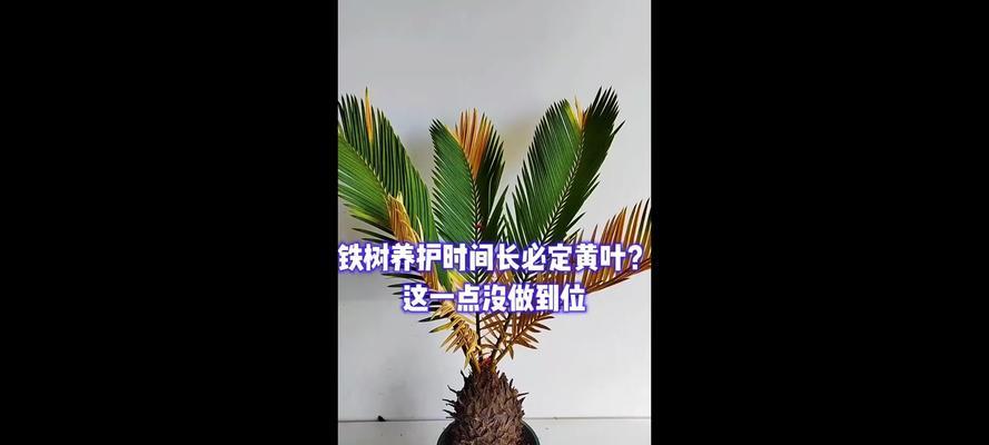 铁树的施肥时间是什么时候？铁树的施肥方法是什么？