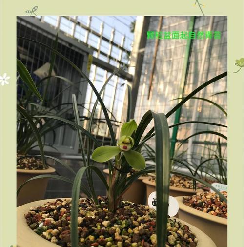 兰花分盆的最佳时机是什么时候？分盆后如何护理兰花？