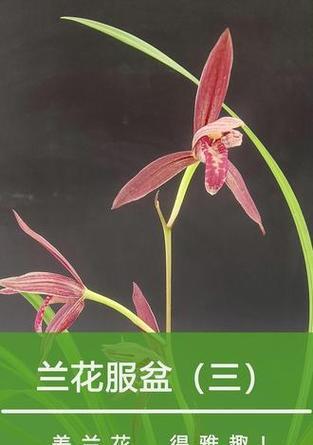 兰花分盆的最佳时机是什么时候？分盆后如何护理兰花？